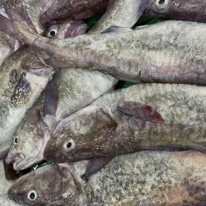 [하프클럽/오티마트]손질 생대구 매운탕 (손질 대구 500g 내외 + 매운탕소스 2팩)