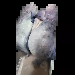 생물 물메기, (손질후1.5kg이상 1마리)