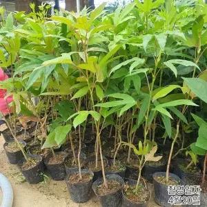 같이가치농원 황칠나무 묘목 60cm전후 포트묘 약용나무 특용수 정원수 조경수 노지월동 상록활엽수 황칠