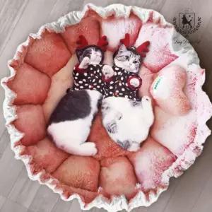 딩동펫 고양이 숨숨집 수면 방석 휴식 공간 보따리 M 보따리방석 M