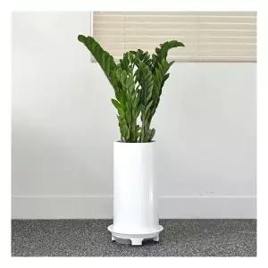 프리미엄금전수 대형 식물 거실 개업 축하 승진 집들이 화분