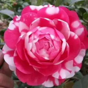 묘목 동백나무(화학령)  _ 수고 30~40cm 포트묘 [] 조경수/정원수/K0538