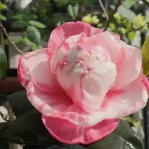 묘목 동백나무(교이)  _ 수고 30~40cm 포트묘 [] 조경수/정원수/K0546