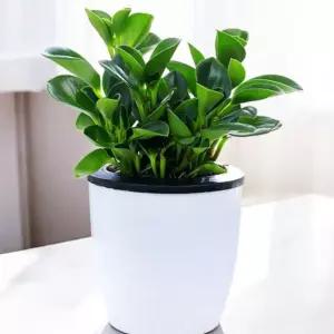 원형 미니화분 자동급수 심지 포트 저면관수 다육 그린러브 화분 갈이분 반려식물키우기 베란다