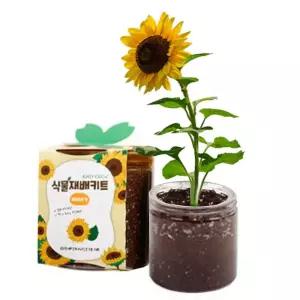 식물키우기 11종 재배키트 미니화분 꽃피우기 만들기반려 실내 키우기 탁상용 인테리어 어린이선물 답례품