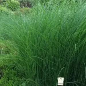 묘목 그라스(억새) 그린라이트_ 6치 포트묘 조경수/정원수/K0798