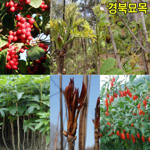 [경북묘목]약용수나무묘목 모음전/구지뽕,헛개,옻,음나무,벌나무,마가목등