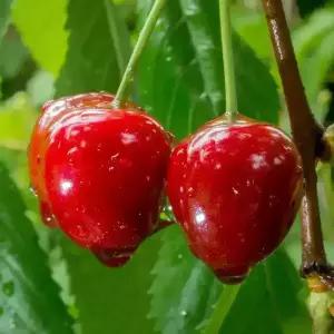 [충북농원] 러시아 8호 체리나무 묘목 (벚나무대목) - 1년생/접목묘