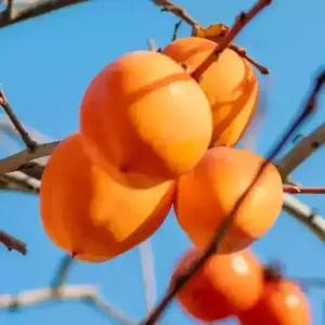 충북농원 슈퍼대봉 야오끼 감나무 묘목 - 1년생 접목묘