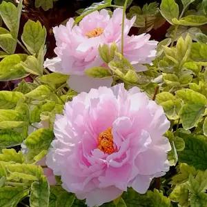 루화시옥 목단 3지 겹목단 겹꽃 모란 나무 개화주 꽃나무 묘목 노지월동 (목하원예조경)