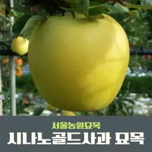 서울농원묘목/황금사과 나무 시나노골드 3년생 분묘 유실수 과실수