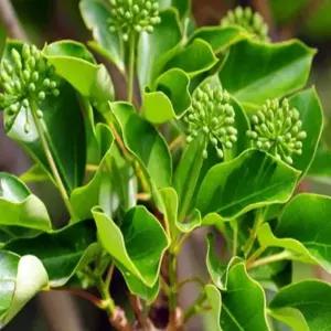 묘목 황칠나무_ 실생1년 [5개묶음] 조경수/정원수/K0242