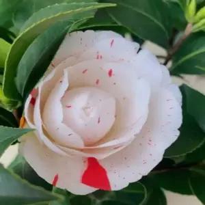 묘목 동백나무(조파미인검)  _ 수고 30~40cm 포트묘 [] 조경수/정원수/K0540