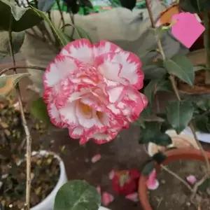 묘목 동백나무(관채대)  _ 수고 30~40cm 포트묘 [] 조경수/정원수/K0544