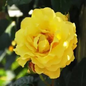 장미 사계넝쿨장미(에버골드) _ 수고1.2M[ 2~3지 ]묘목 조경수/정원수/K0682