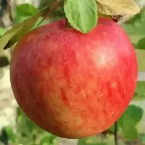 충북농원 미야비 사과나무 묘목 - M26/이중접목묘