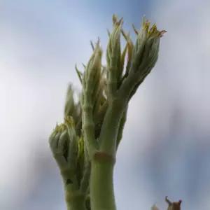 [충북농원] 정강 (여름두릅) 두릅나무 묘목 - 실생묘