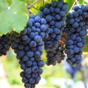 포도나무 묘목(MBA 머루포도) 포트1개