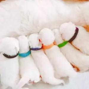 고양이 식별 밴드 새끼 출산 반려동물 강아지 식별 밴드 이름표 목줄 용품 팔찌