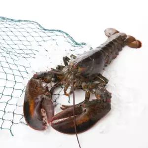 [롯데백화점]푸드진정성 도착해도 살아있는 활랍스터 2미 1.2kg(마리당 600g-650g)