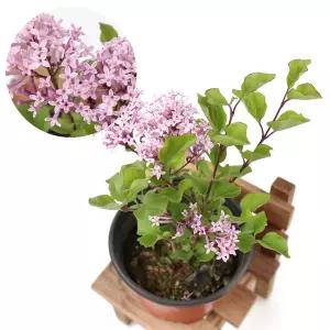 미스김라일락(소) 팔라빈라일락 포트 나무 분재 공기정화식물