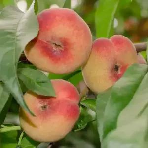 [충북농원] 납작복숭아 거반도 복숭아나무 묘목 - 1년생/접목묘