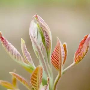 [충북농원] 참죽나무 (가죽나무) 묘목 - 2~3년생/실생묘