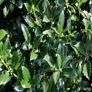 묘목 호랑가시나무(헤켄) _ 5치 포트묘 [] 조경수/정원수/K0499