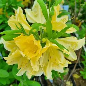 황철쭉 나무 30-40cm내외 5주 철쭉 묘목 노란 봄꽃나무 구봉화 개화주 정원조경수 노지월동 (목하원예조경)