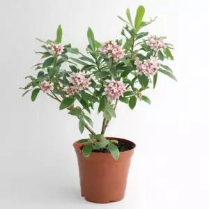 갑조네 천리향(중품) 공기정화식물 꽃 화분 인테리어