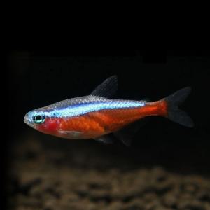 티아쿠아 열대어 카디날 테트라 10마리 관상어