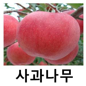 사과나무 묘목 부사 R3cm