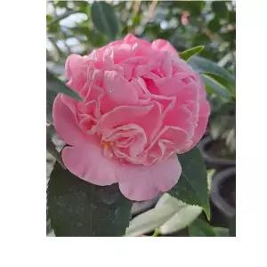 겹서향동백나무(한목대) 아무지게 나온아이에요 높이 15~30cm