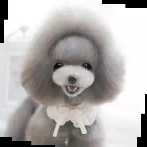 강아지목걸이 백설공주 애견스카프