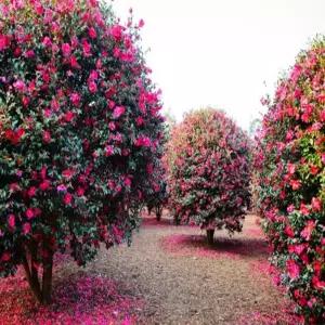 묘목 애기동백나무  _ 삽목3년포트 [4개묶음] 조경수/정원수/K0532