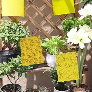 원예 사각트랩 벌레끈끈이 1봉지(50개) 퇴치 초파리 노란 뿌리 파리왕