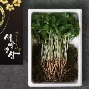 새싹인삼 대 45뿌리 (개당25cm 내외)