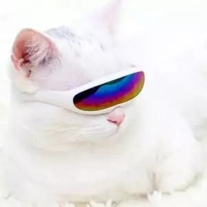 [반려] 강아지 퓨쳐 도글라스 핑크 1P 고양이 안구보호 고글