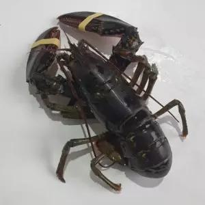 활 랍스터 랍스타 1미 [APF6771]