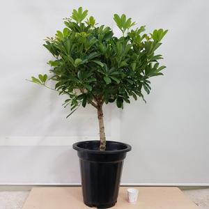 [소나무길] 풍성함이 가득한  외목대 홍콩야자  890