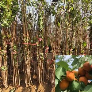 살구나무 묘목 (하코트) 접목1년생 특묘 살구묘목