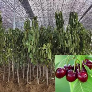 라핀 체리나무 분묘 결실주 자가결실 체리묘목 과수 유실수