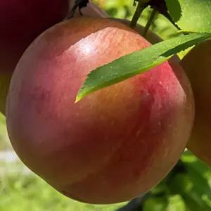 [충북농원] 추희 자두나무 묘목 - 접목 1년생 중묘