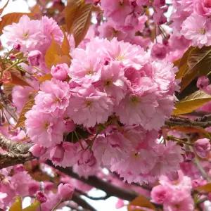 [충북농원] 겹벚나무 벚나무 묘목 - H0.8~H1.2/접목묘