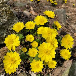 [경기] 야생화의 천국 풍도 여행 당일