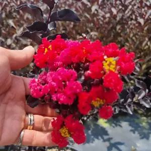 블랙다이아몬드 적색 백일홍나무 포트 묘목 자엽 배롱나무 목백일홍 여름꽃 조경수 개화주 (목하원예조경)