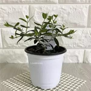 올리브나무열매 올리브나무(소) 실내공기정화식물 공