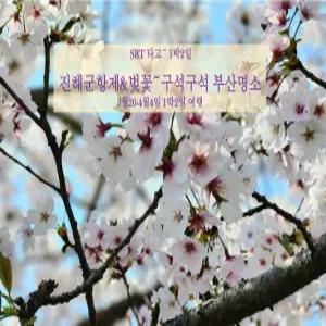 [SRT타고~] 진해군항제&벚꽃 ~ 구석구석 부산명소 1박2일