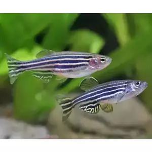 *오픈기념* 제브라다니오 10마리 날씬한 줄무늬 물고기 관상어 열대어 작은어항에도 좋아요