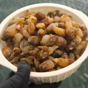 국내산 통영 생물 오만둥이 1kg 제철 해산물